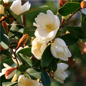 Magnolia 'Fairy Honey Velvet '